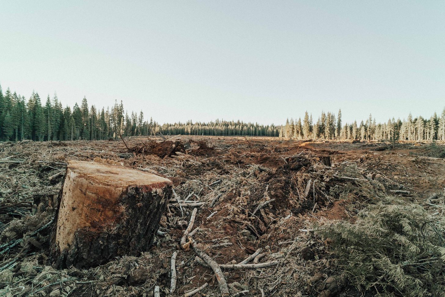 Le changement climatique : quels impacts sur la faune, la flore et la population humaine ?
