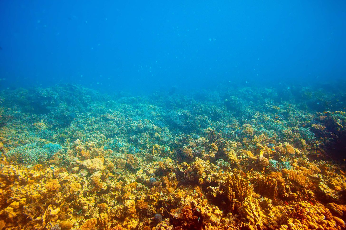 Corail